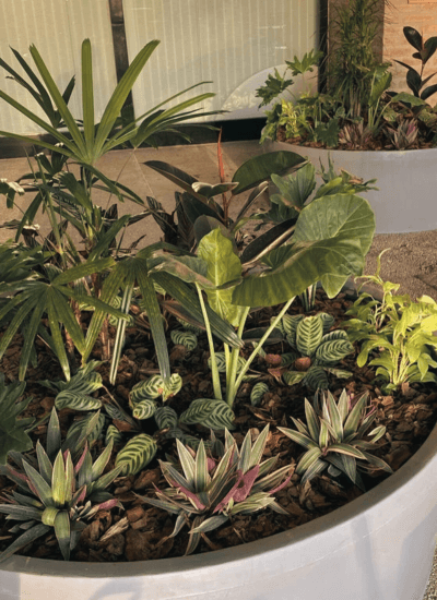 mantenimeinto_espacios_verdes_cordoba (2)