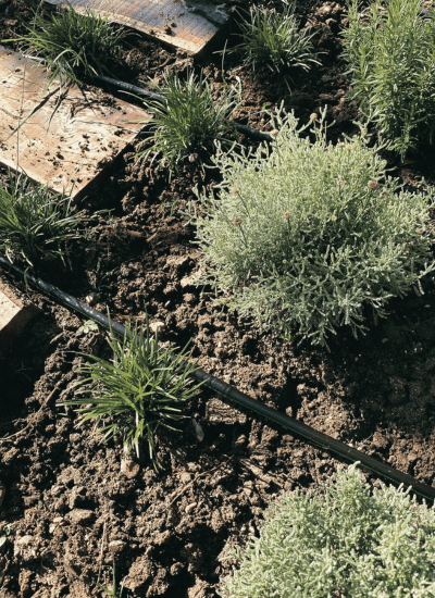 mantenimeinto_espacios_verdes_cordoba (7)